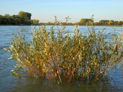20121018Rhein_Altlussheim12