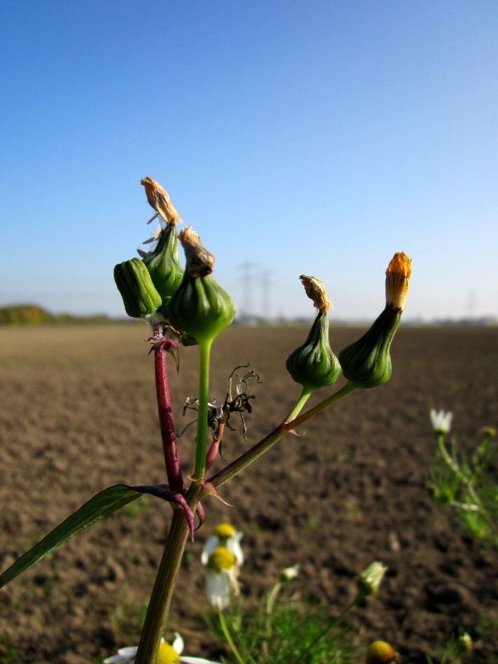 20121021Sonchus_asper2