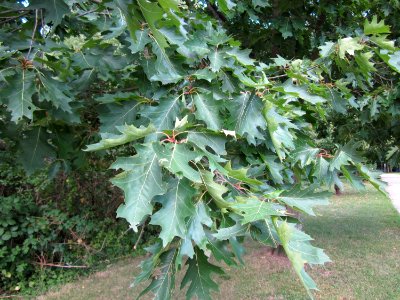 20120807Roteiche_Saar_Saarbruecken3