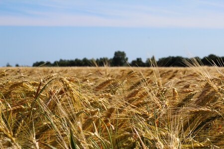 Agriculture cornfield golden yellow