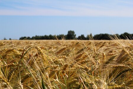 Agriculture cornfield golden yellow photo