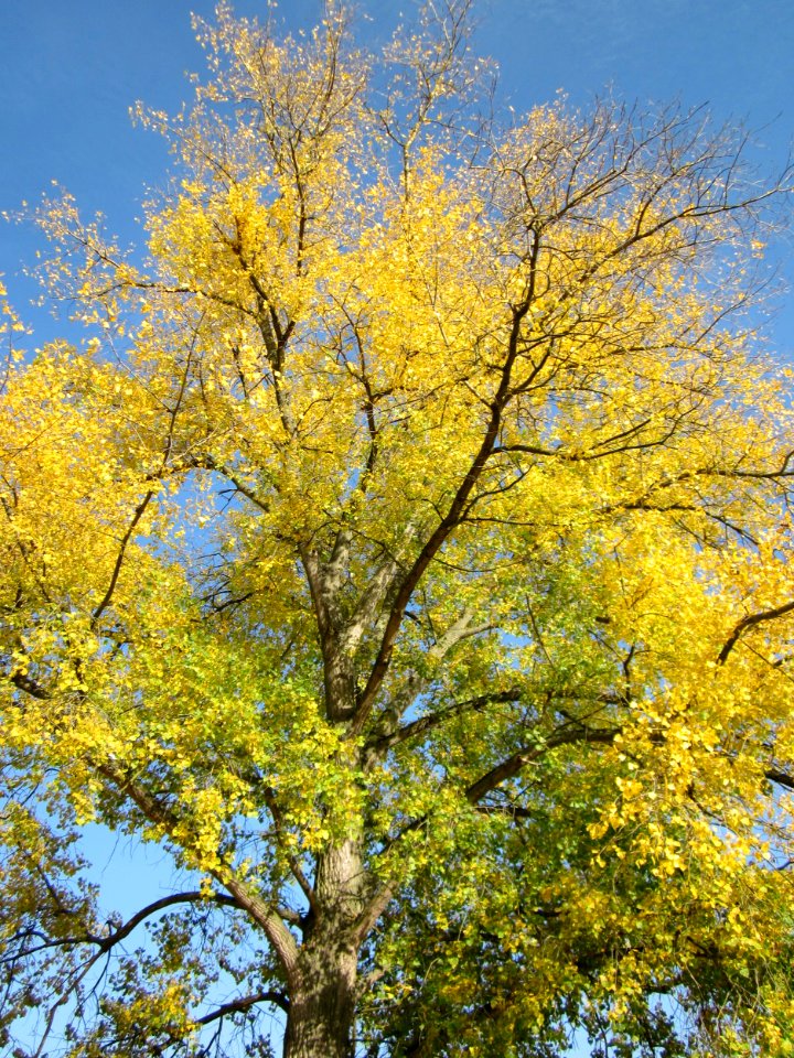 20121021Pappel_Altlussheim3