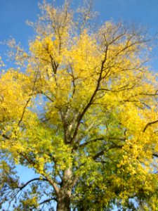 20121021Pappel_Altlussheim3