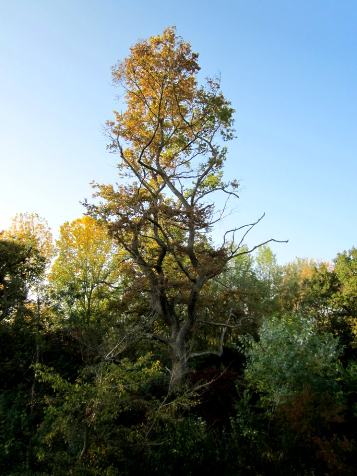 20121021Rheinauenwald_Altlussheim3