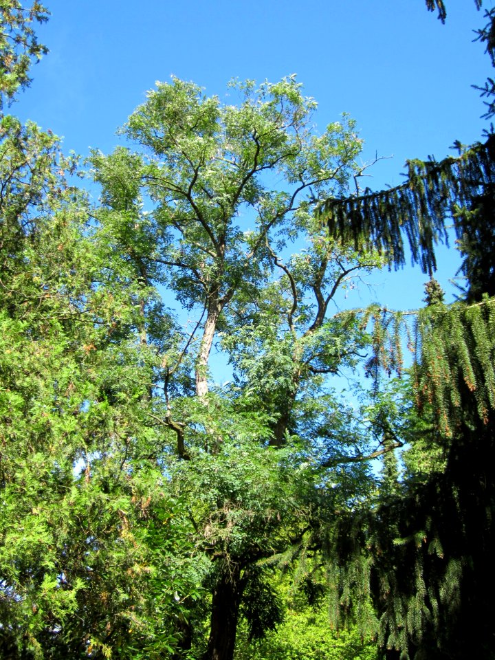 20120812Friedhof_Hockenheim1