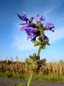 20121021Salvia_pratensis3
