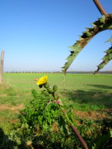 20121021Sonchus_asper3
