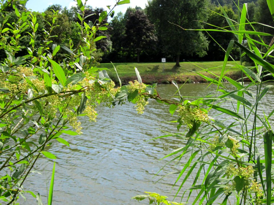 20120807Hopfen_Saarbruecken1