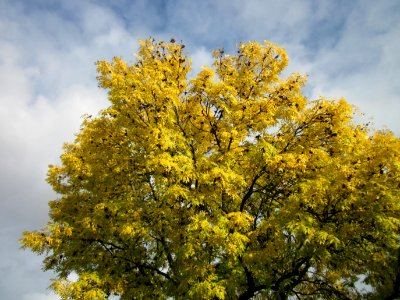 20121015Fraxinus_excelsior_Aurea3