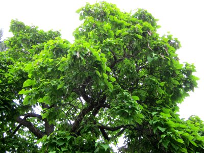 20120807Trompetenbaum_Staden_Saarbruecken2