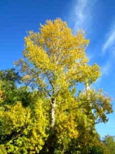 20121013Pappel_Saar1