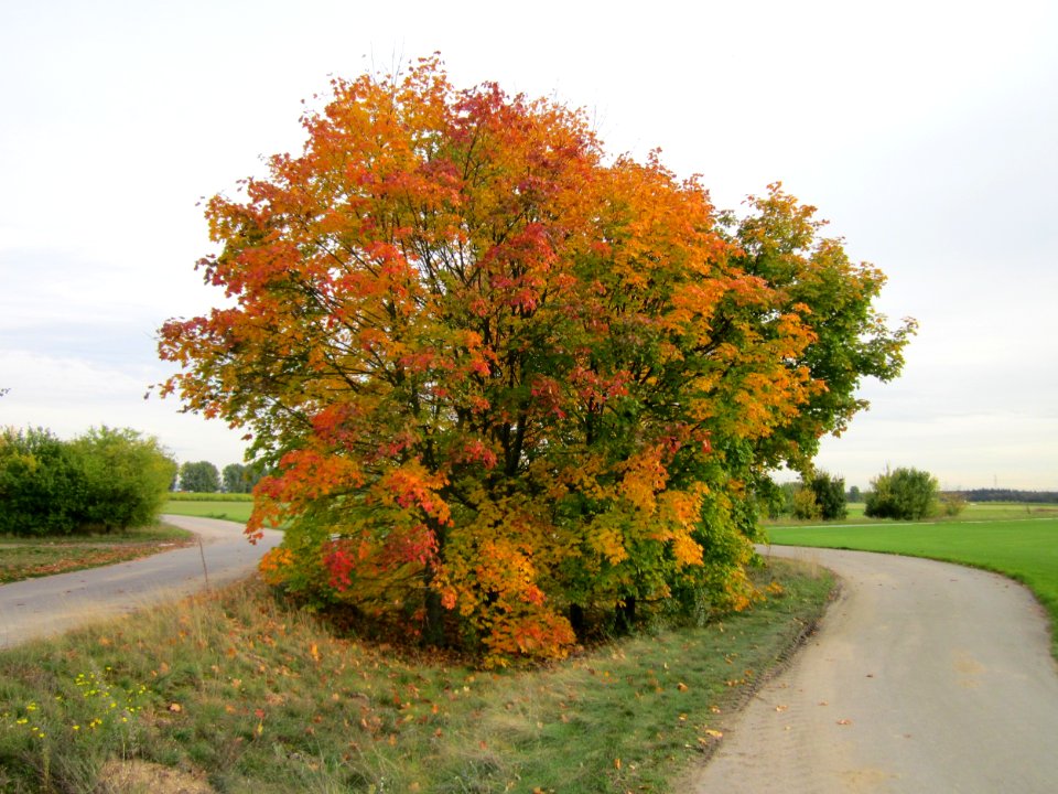 20121017Ahorn_Reilingen1