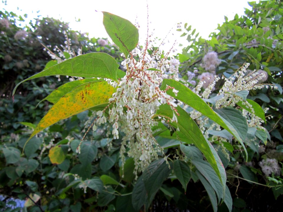 20121013Reynoutria_japonica1
