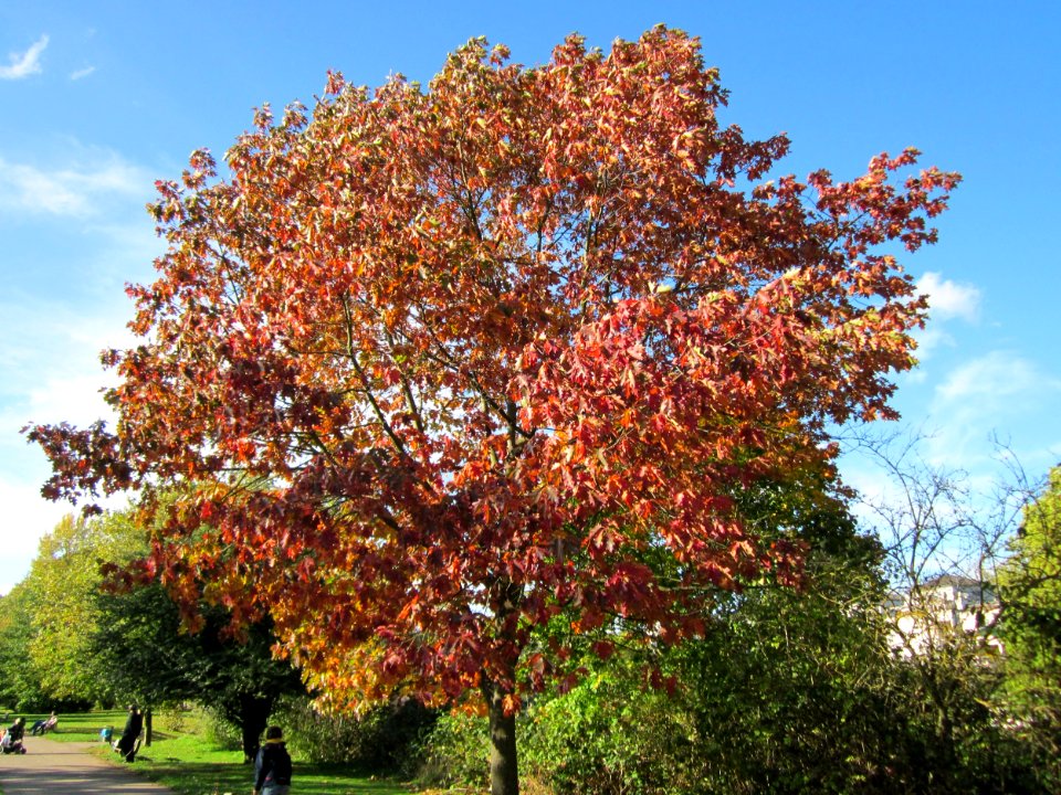 20121013Roteiche_Saar1