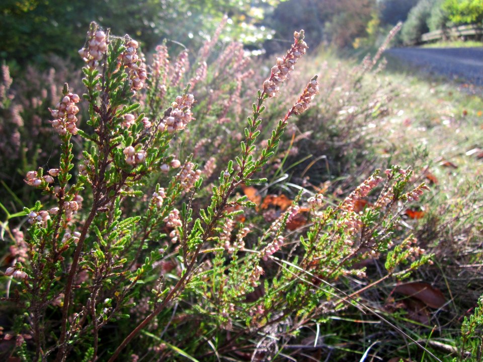 20121019Calluna_vulgaris1