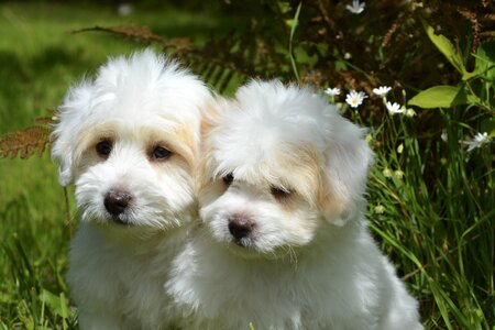 Petit animal white fur photo