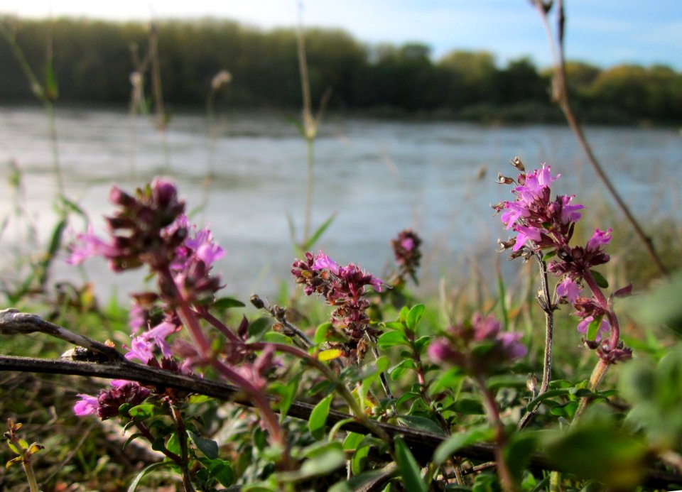 20121018Rhein_Altlussheim14