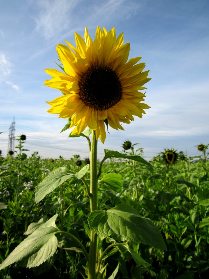 20121017Sonnenblumenfeld_Neulussheim03