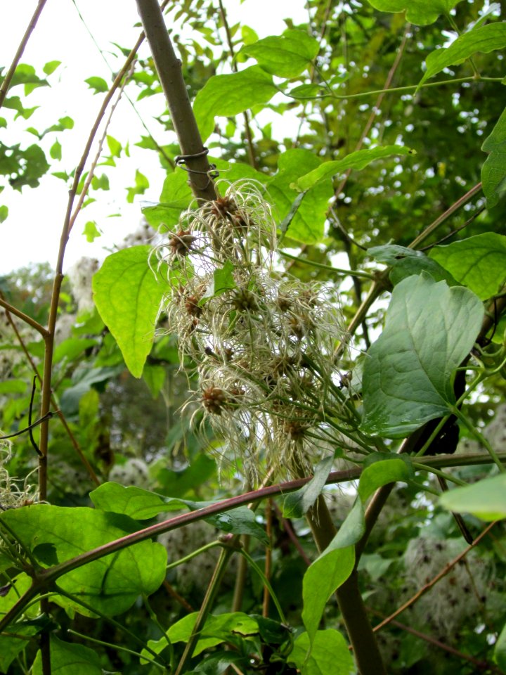 20121015Waldrebe_Saar2