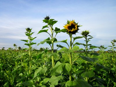 20121017Sonnenblumenfeld_Neulussheim02