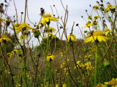 20121017Greiskraut_Reilingen2