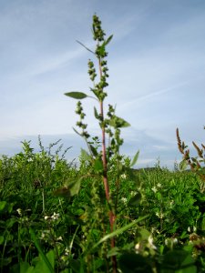 20121017Gaensefuss_Neulussheim1