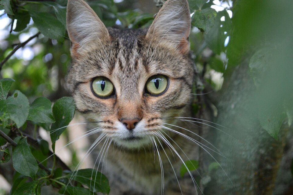 Cat animal tree