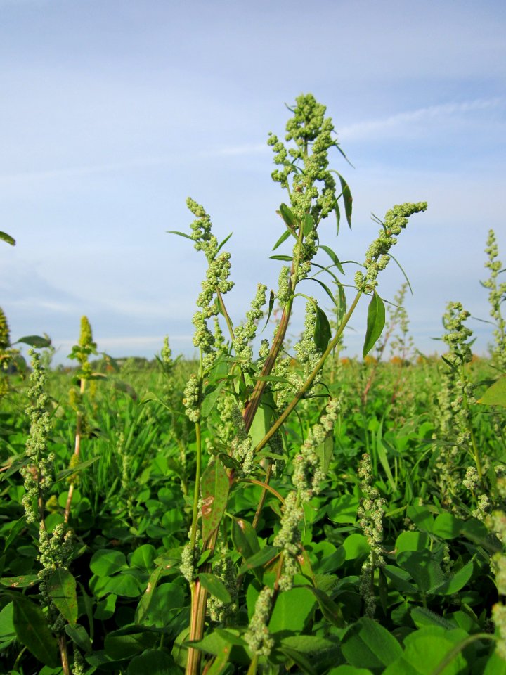 20121017Gaensefuss_Neulussheim2