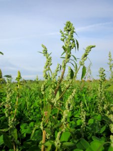 20121017Gaensefuss_Neulussheim2