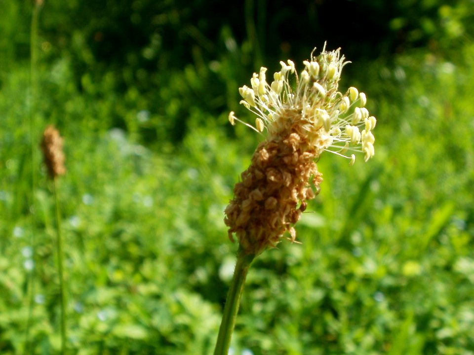 20120629Plantago_lanceolata1