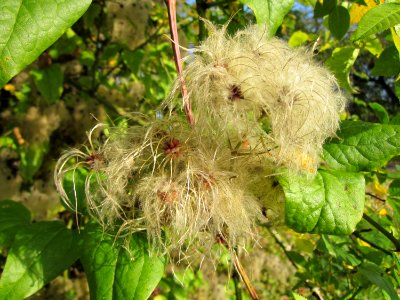 20121021Hockenheimer_Rheinbogen43