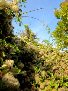 20121021Hockenheimer_Rheinbogen44