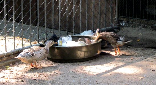 20120810Vogelpark_Hockenheim4