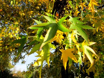 20121016Liquidambar_styraciflua2