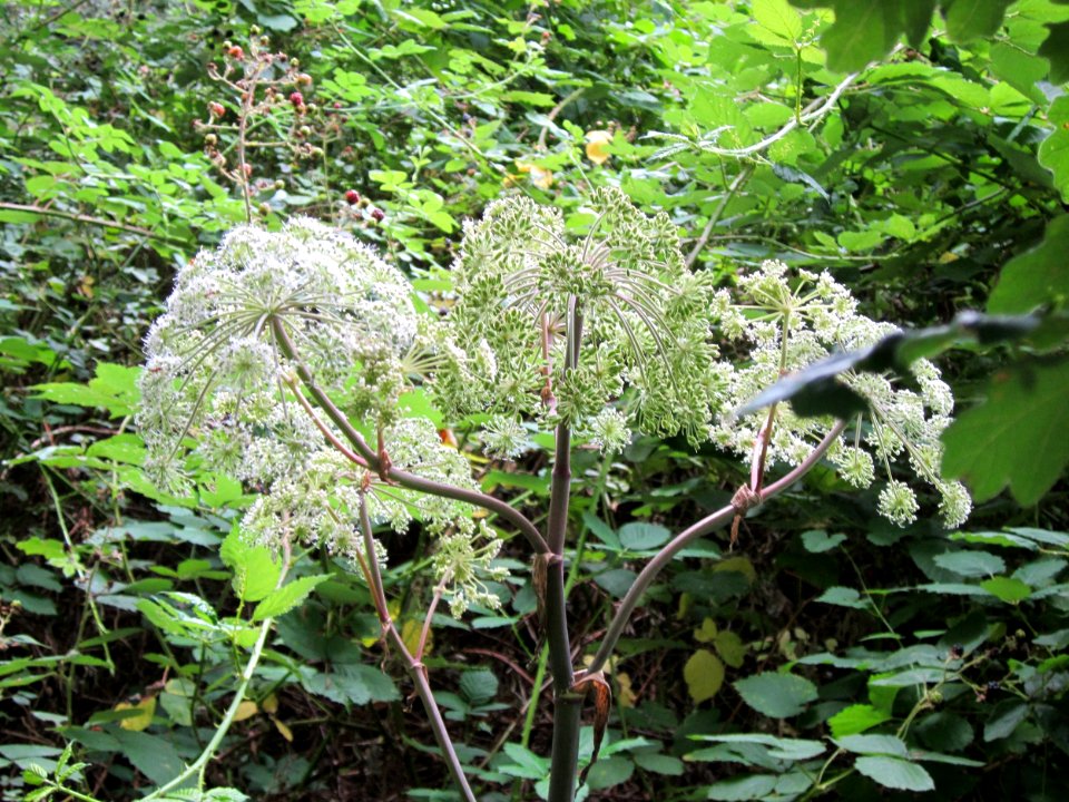 20120808Angelica_sylvestris5