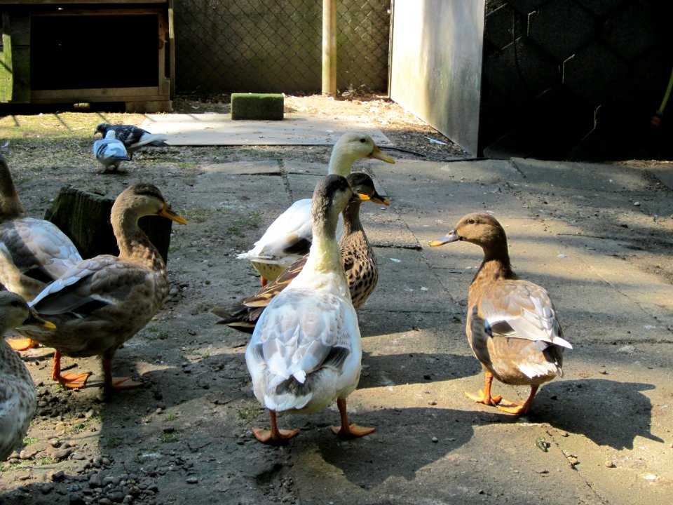 20120810Vogelpark_Hockenheim2