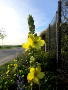 20121017Koenigskerze_Neulussheim