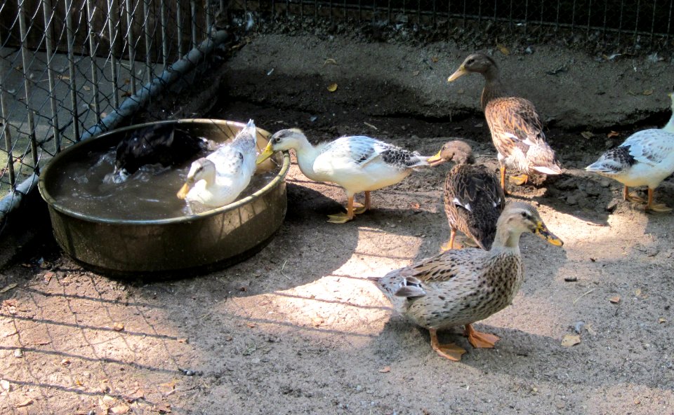 20120810Vogelpark_Hockenheim3