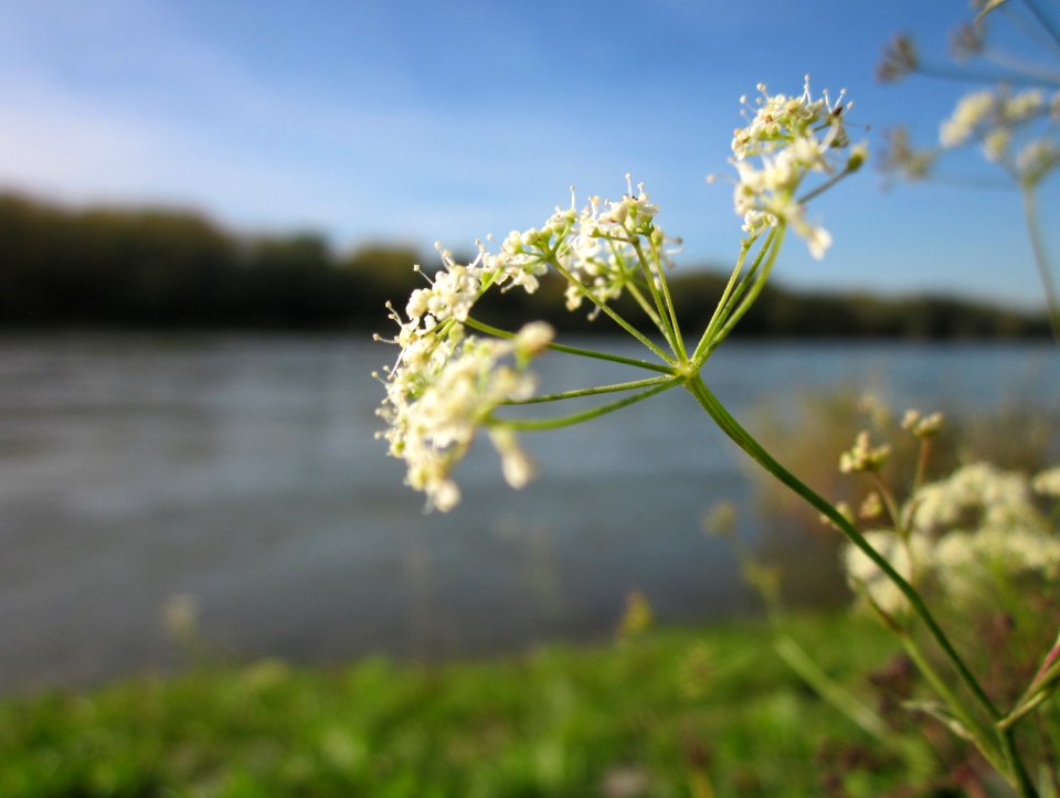 20121018Rhein_Altlussheim10