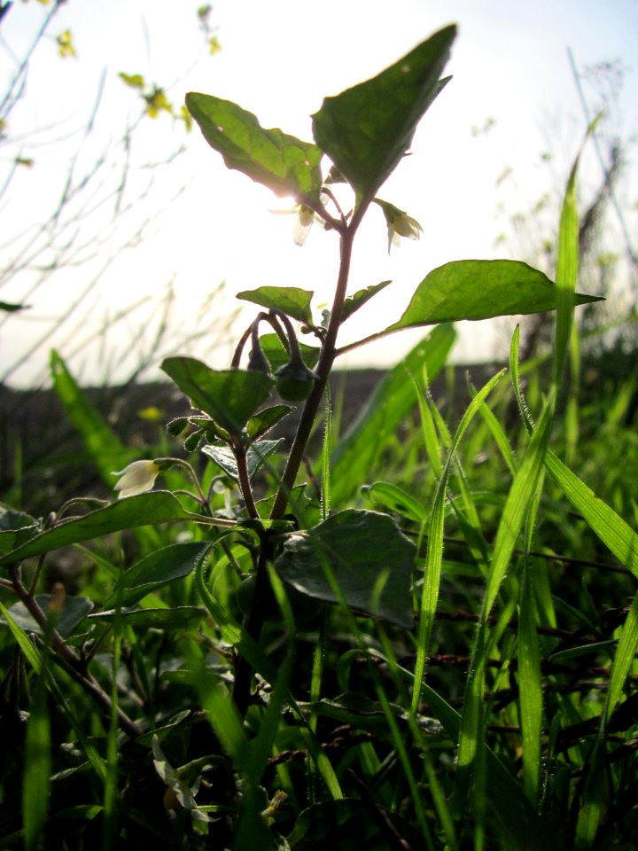 20121017Schwarzer_Nachtschatten_Neulussheim3