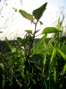 20121017Schwarzer_Nachtschatten_Neulussheim3
