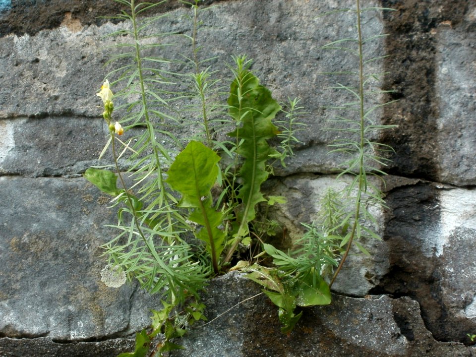 20120629Linaria_vulgaris9