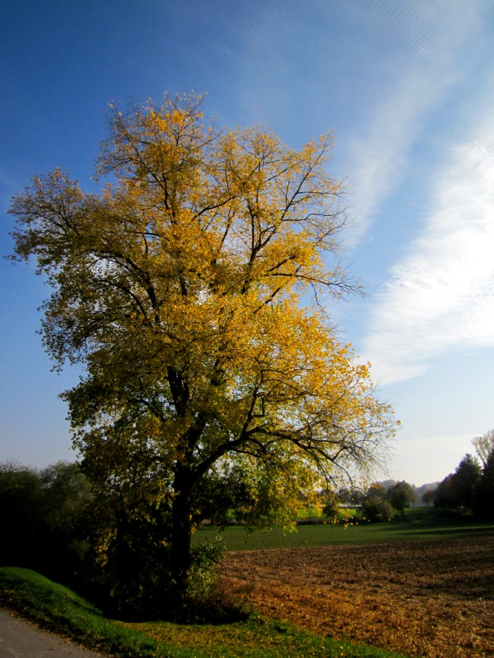 20121021Pappel_Altlussheim2