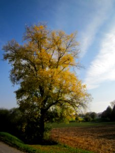 20121021Pappel_Altlussheim2