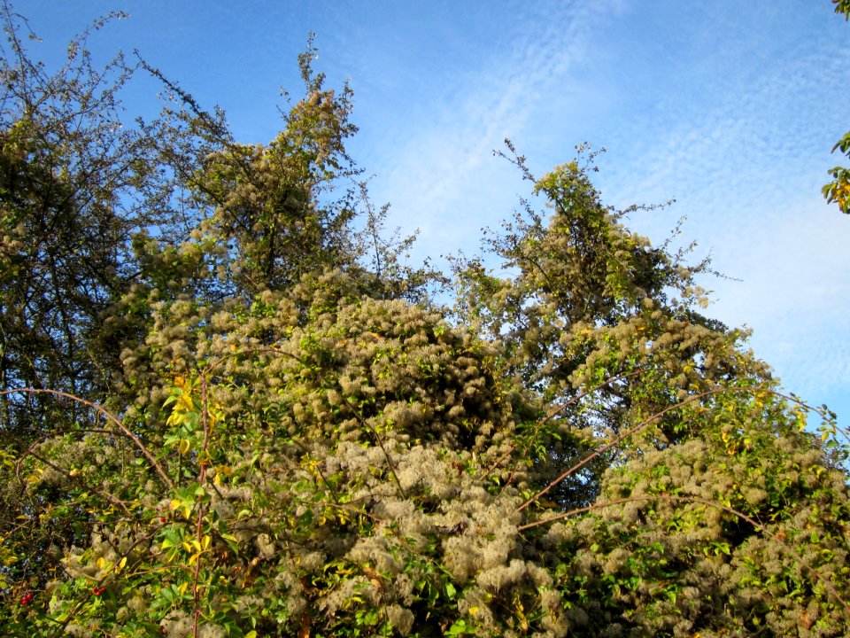 20121021Hockenheimer_Rheinbogen42
