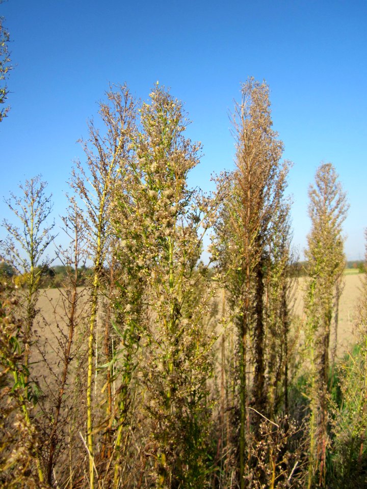20121021Berufkraut_Altlussheim1