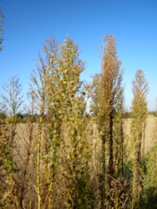 20121021Berufkraut_Altlussheim1