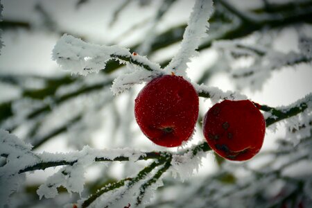 Frost ice apple tree photo