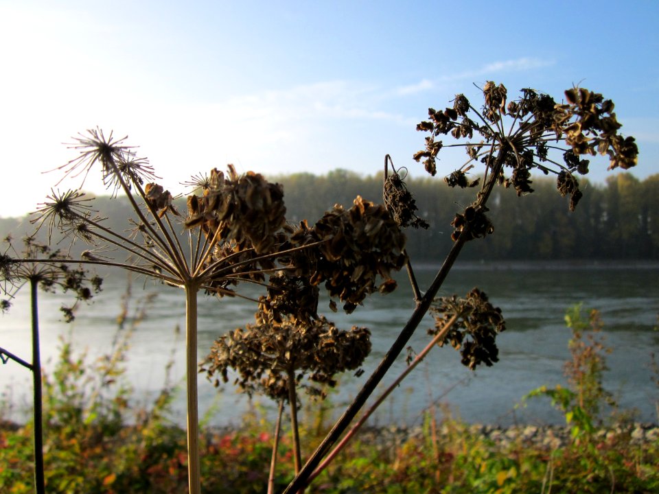 20121022Engelwurz_Rhein1