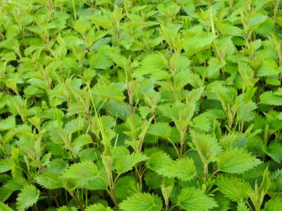 Herbs wild herb nettle